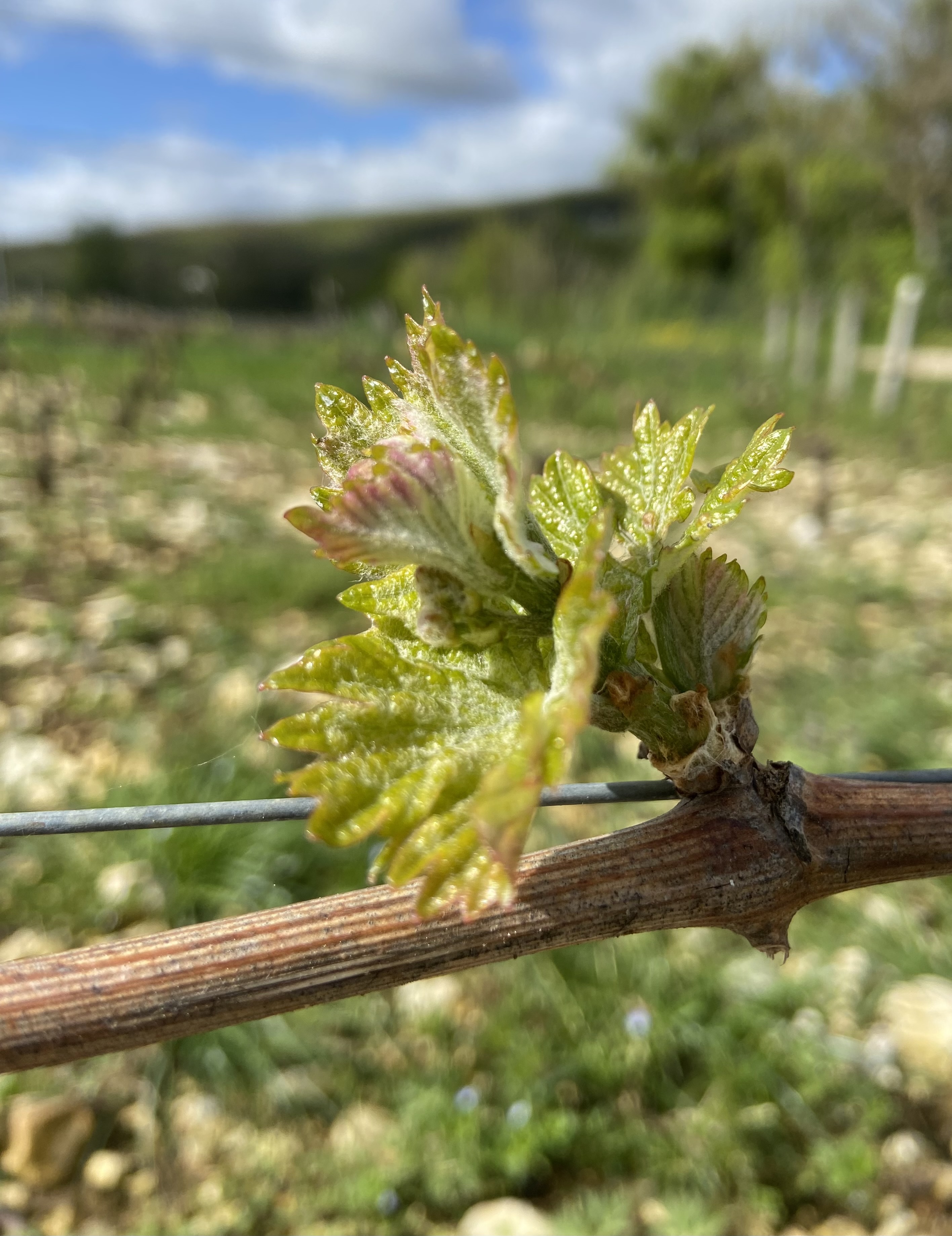 vine cycle : the first spreading leaves.