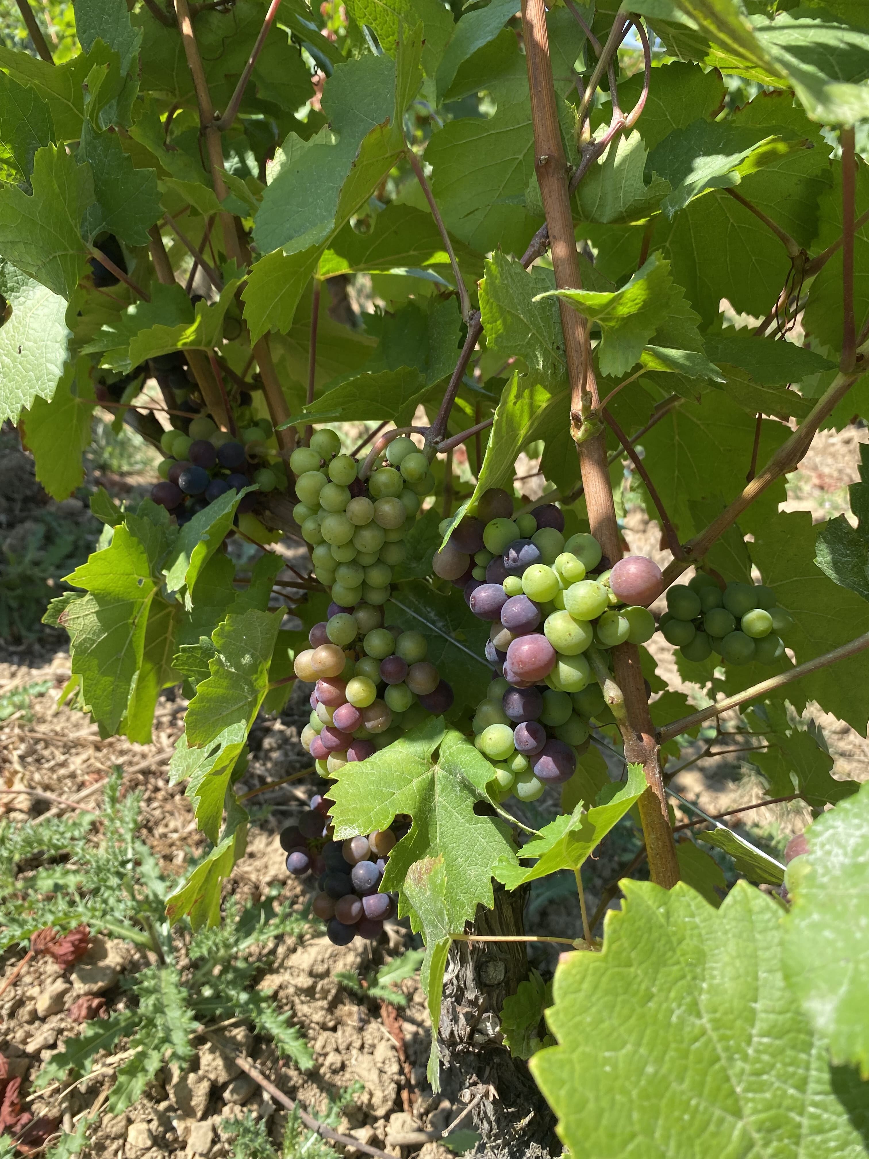 crucial stage for the vine cycle : veraison. The grapes are turning blue for pinot noir