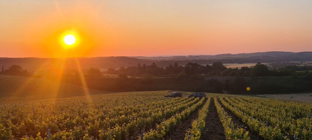 Millésime 2023 bio, une récolte historique pleine de promesses !