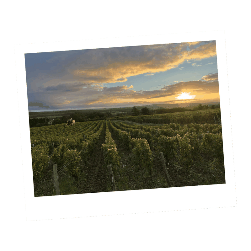 Domaine Éric Louis - Les Celliers de la Pauline — photo 4